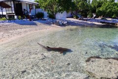 fakarava-pension-chez-mareva-101